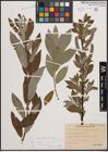 Foto von Salix cinerea L. x Salix viminalis L.